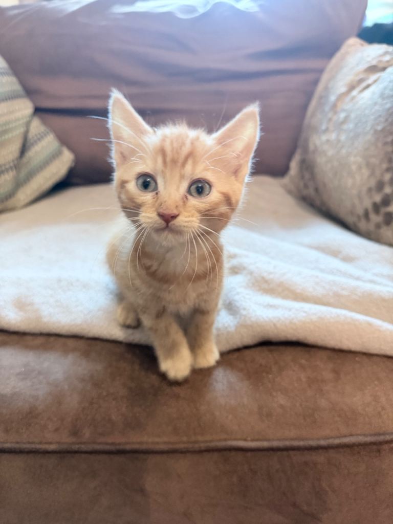 2 beautiful kittens looking for homes 