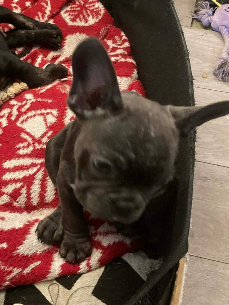 3 French Bull dog puppies 