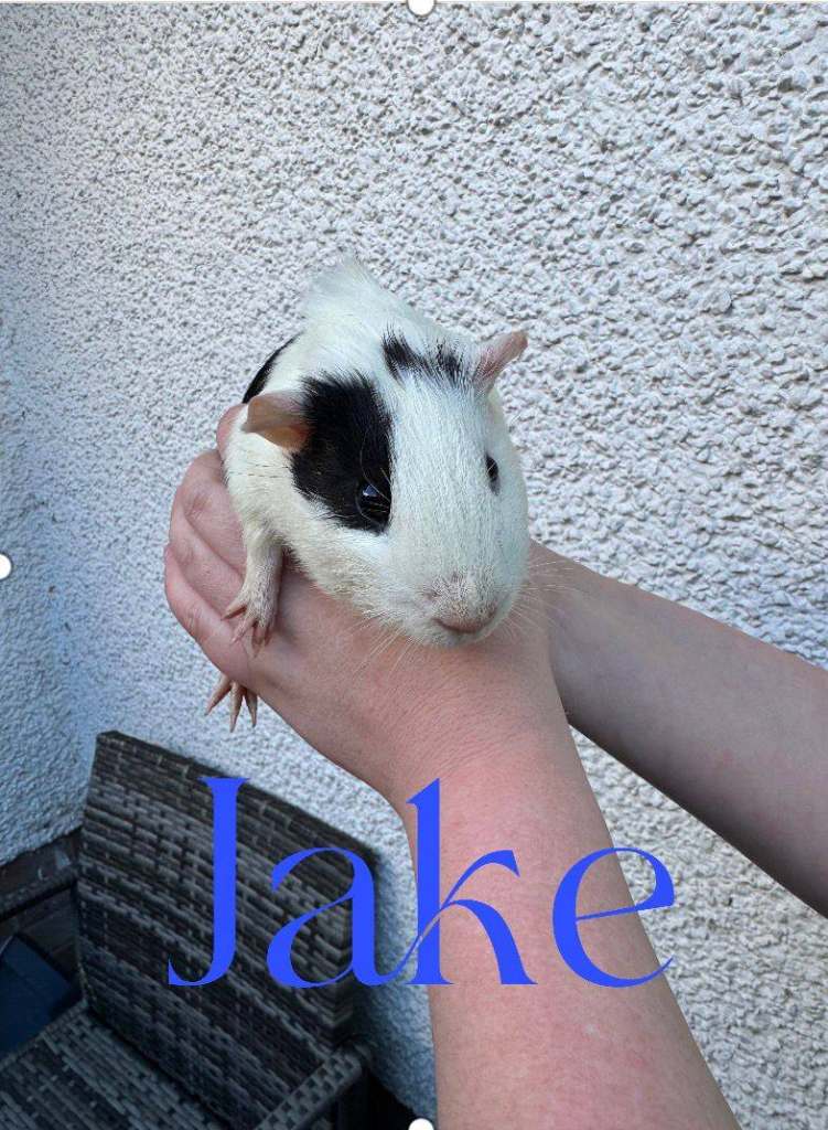 Lovely guinea pigs for sale.