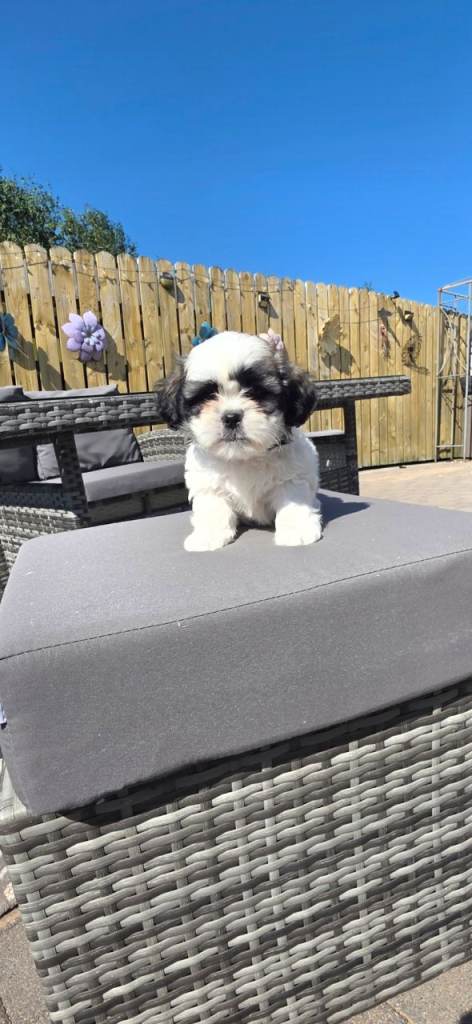 Shih tzu pups 