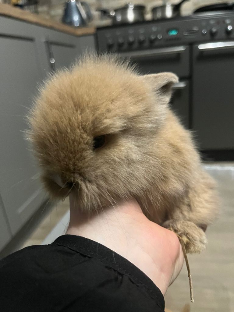 Lionhead Rabbits 