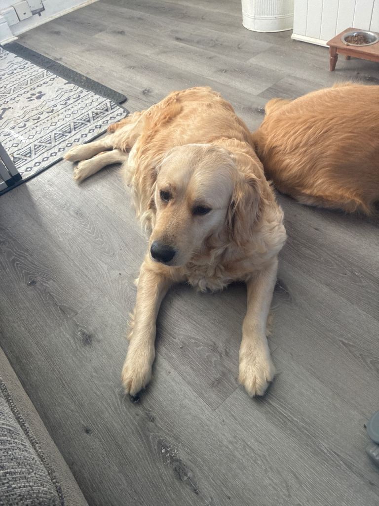 Puppies due 10th may 