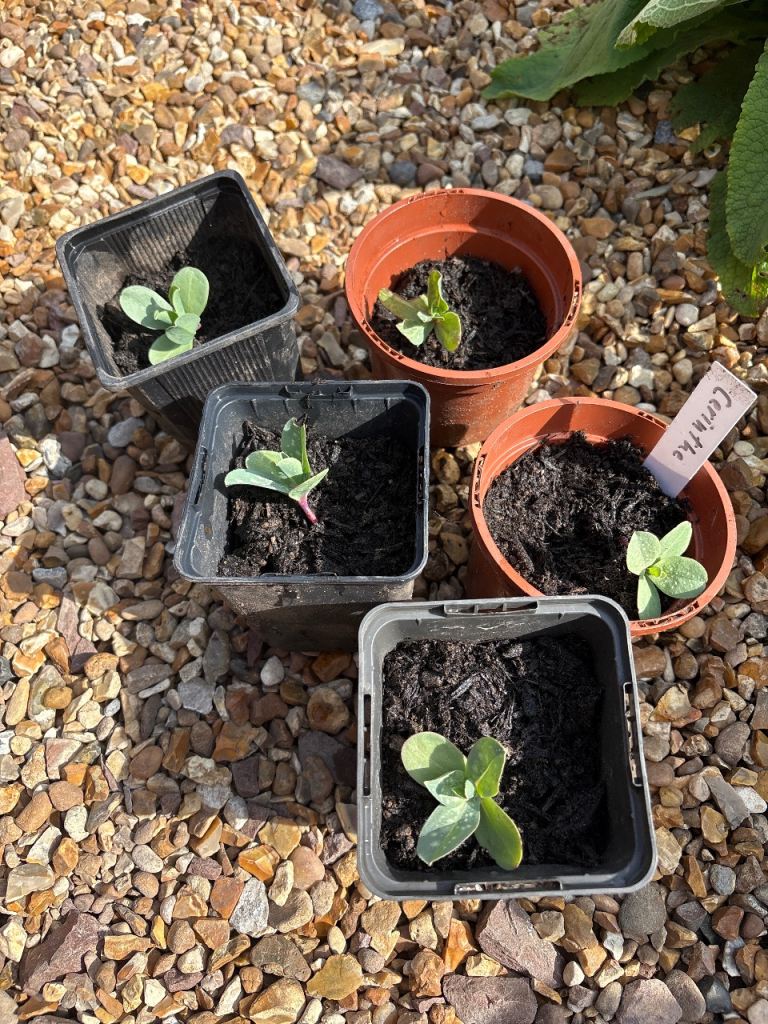 Cerinthe Seedlings 