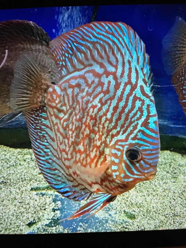 Discus fish