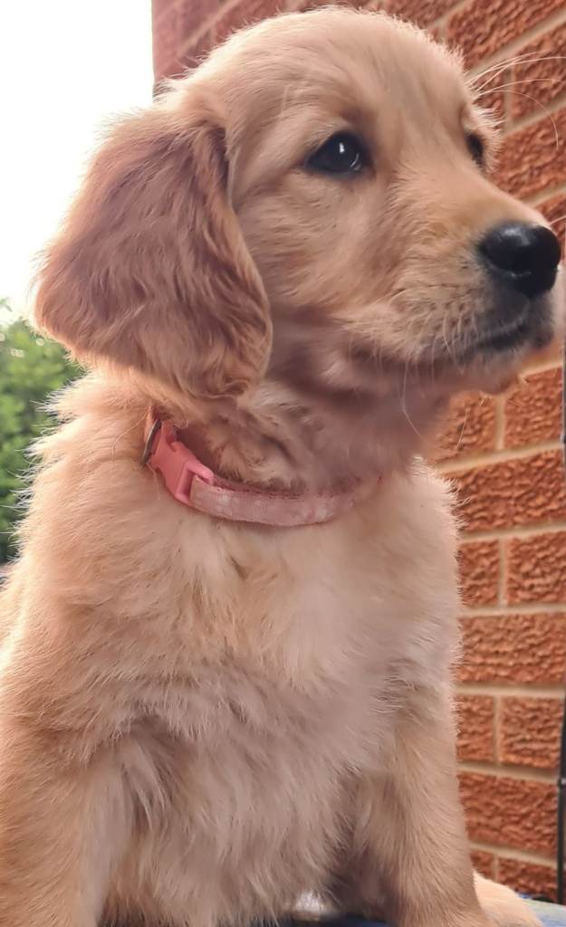 Female Golden retriever puppy