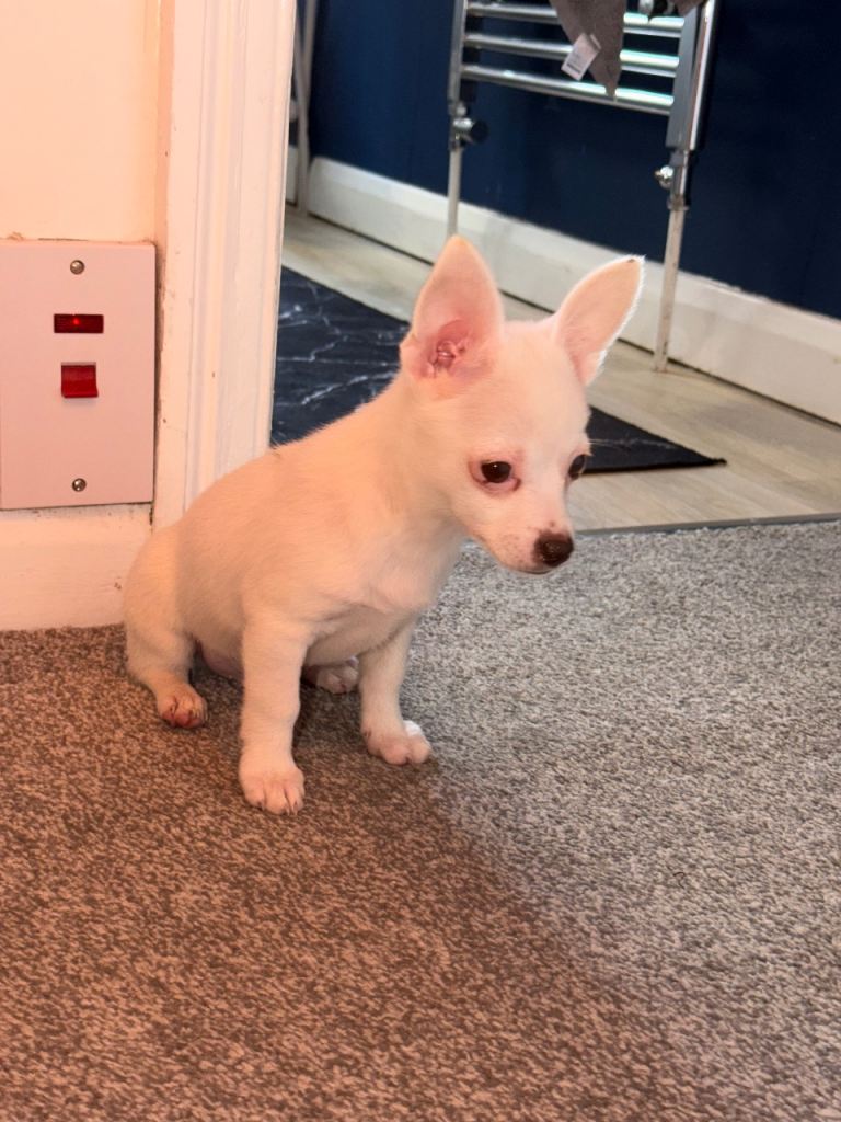 Kiko 