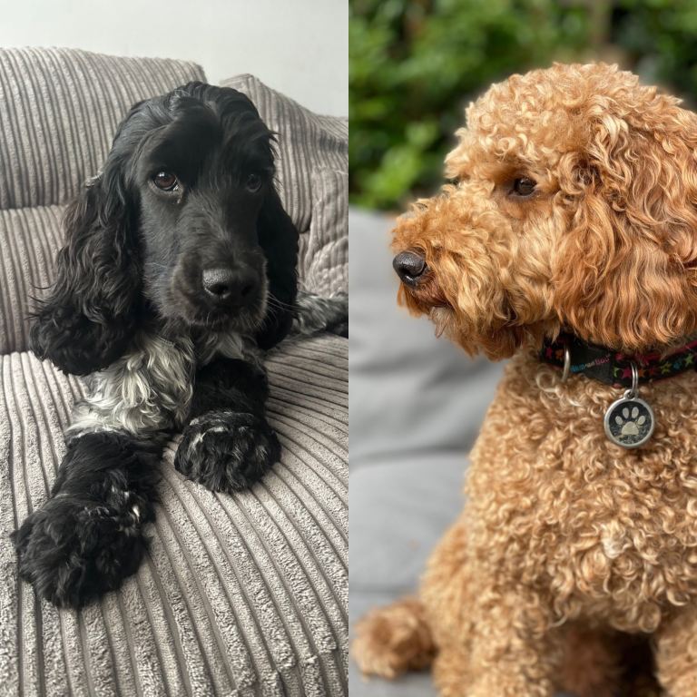 F1 Cockapoo puppies 