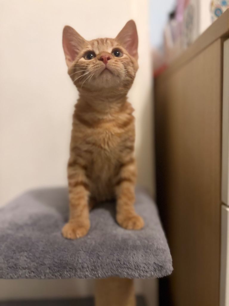 beautiful ginger boy