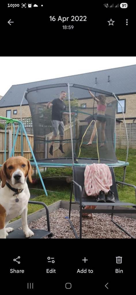 Beagle for sale (sadly)