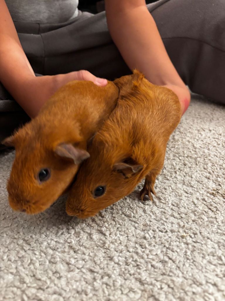 2 female guinea pigs