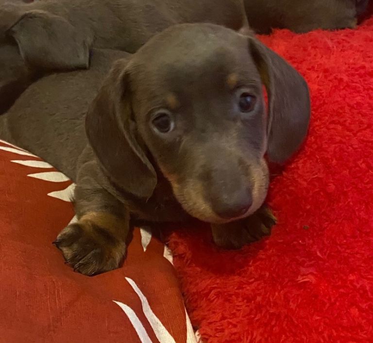 Blue  and tan mini miniature dachshund smoothed hair 