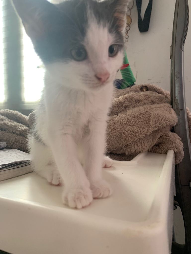 Kittens 