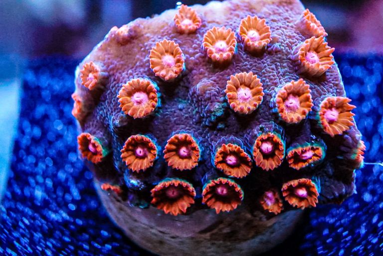 Jingle Bells cyphastrea marine coral frag