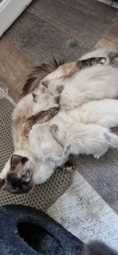 Pedigree Ragdoll kittens looking for new homes from 1st May