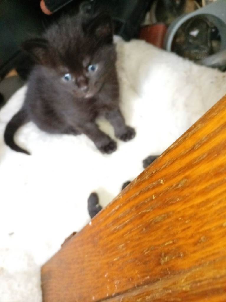 Kitten for sale