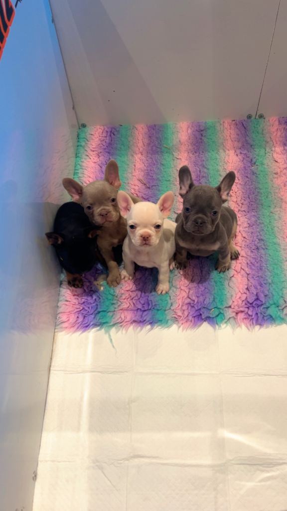 French bulldog pups 