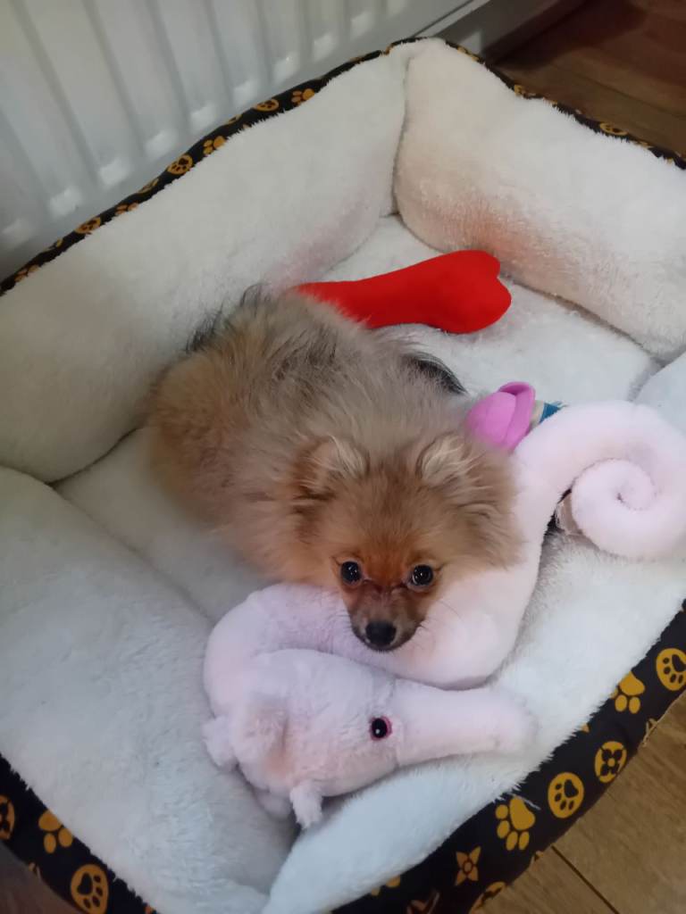 Pomerian dog for sale