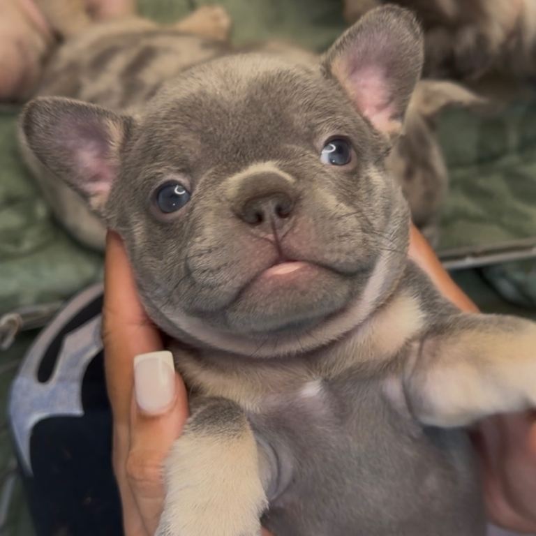 Last 3 French Bulldog Puppies for sale!!!🥰❤️‍🔥