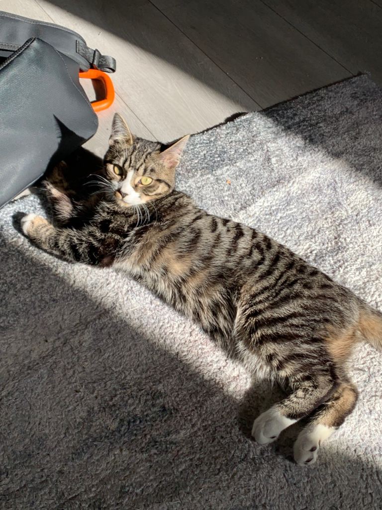 Remi – 2-Year-Old Tabby Cat Looking For a Loving Home