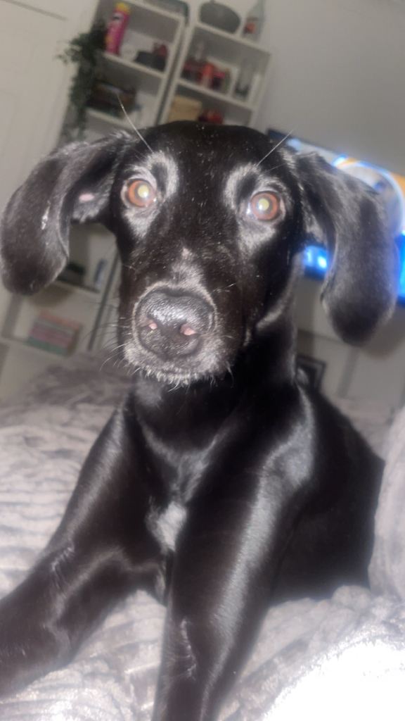 Lurcher x German short haired pointer 