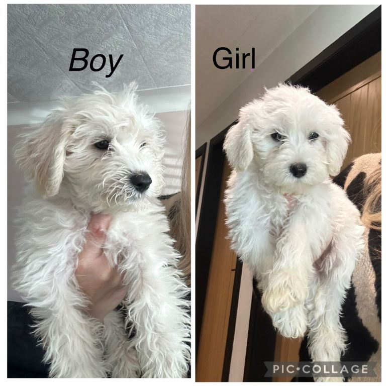 Schnauzerpoo