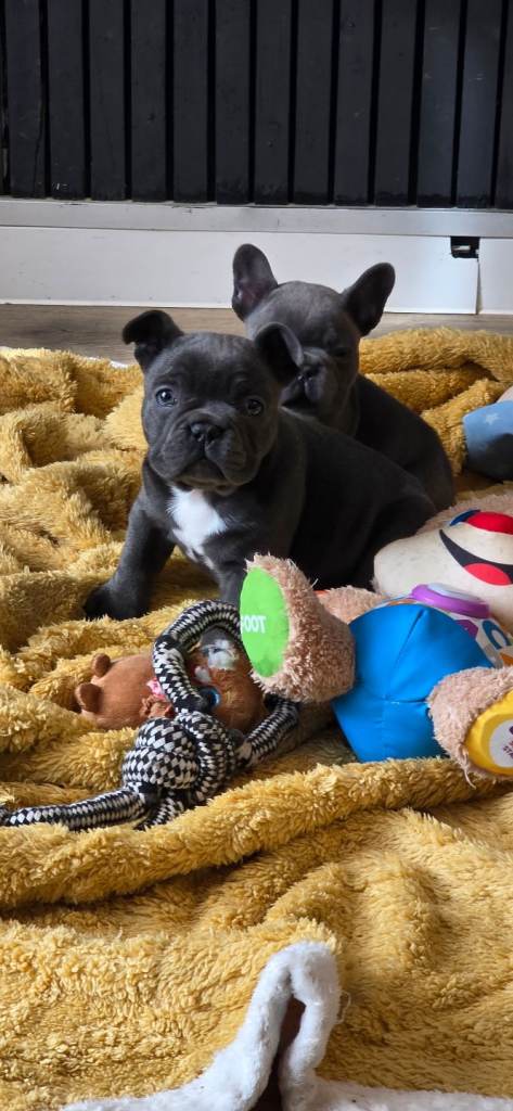 French bulldog female puppy PET ONLY