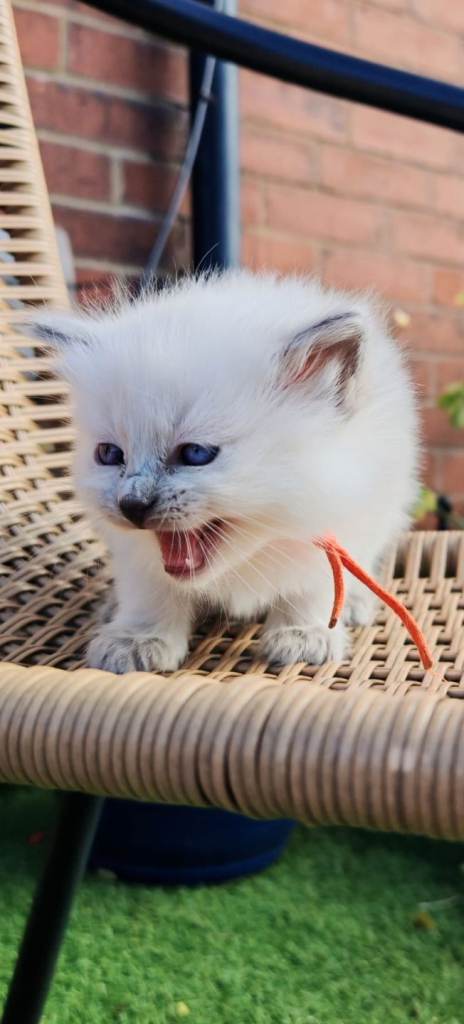 4 beautiful ragdoll kittens 