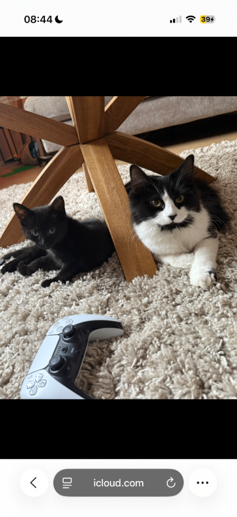 Kittens - 11 months and 5 months 