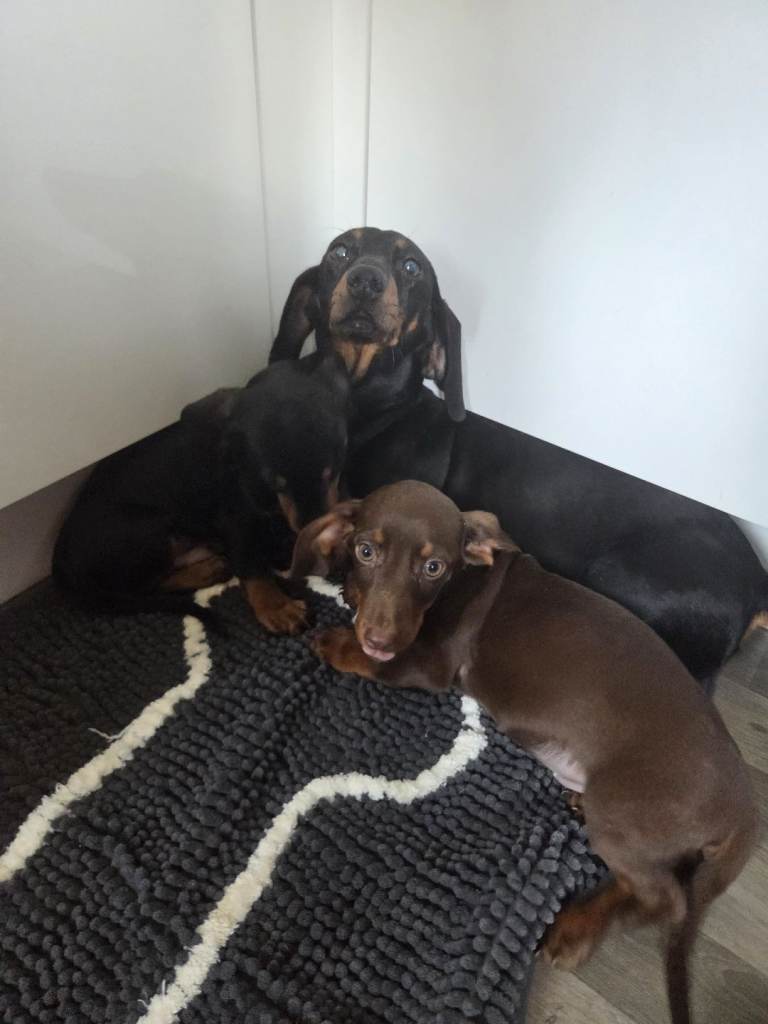 Miniature dachshund puppies