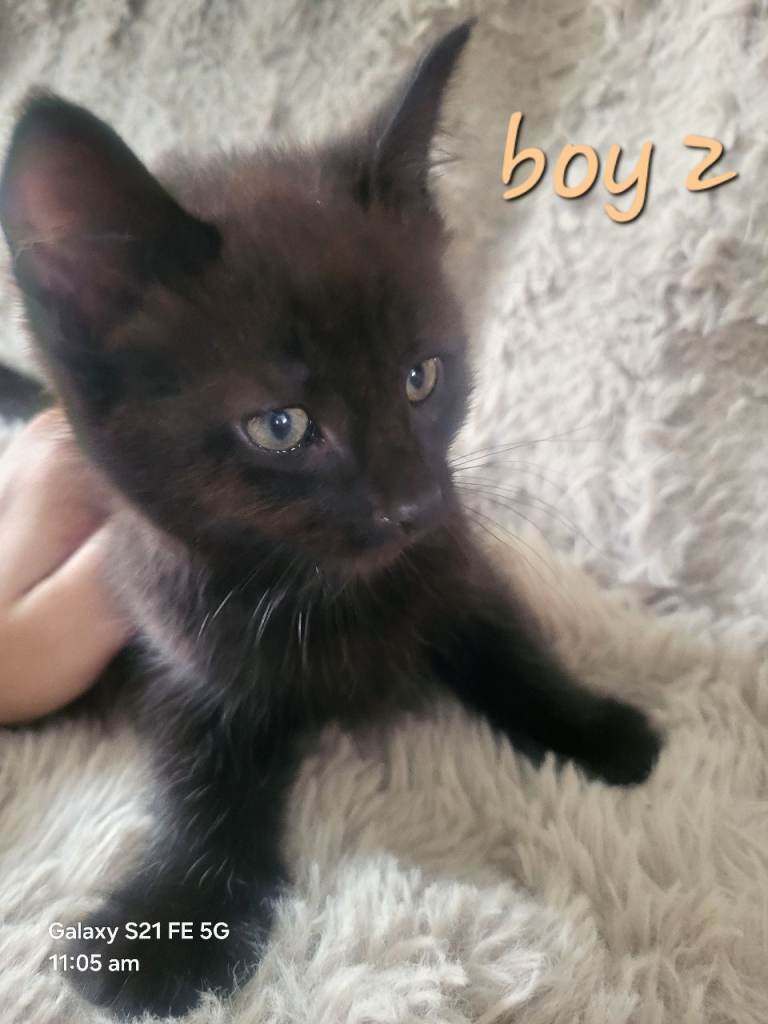 1 Kitten Left For A Good Home (Ready To Go)