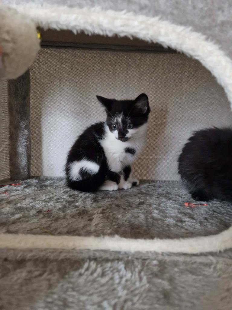 6 beautiful black/black and white kittens ready for there new homes