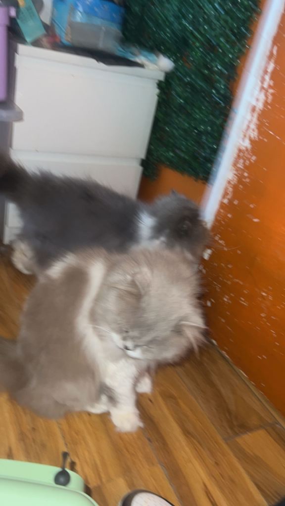 2 cats for sale 