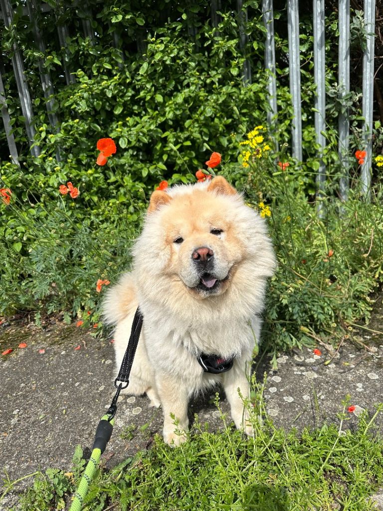 Ted – Loving 4-Year-Old Chow Chow Looking for a New Home 💔