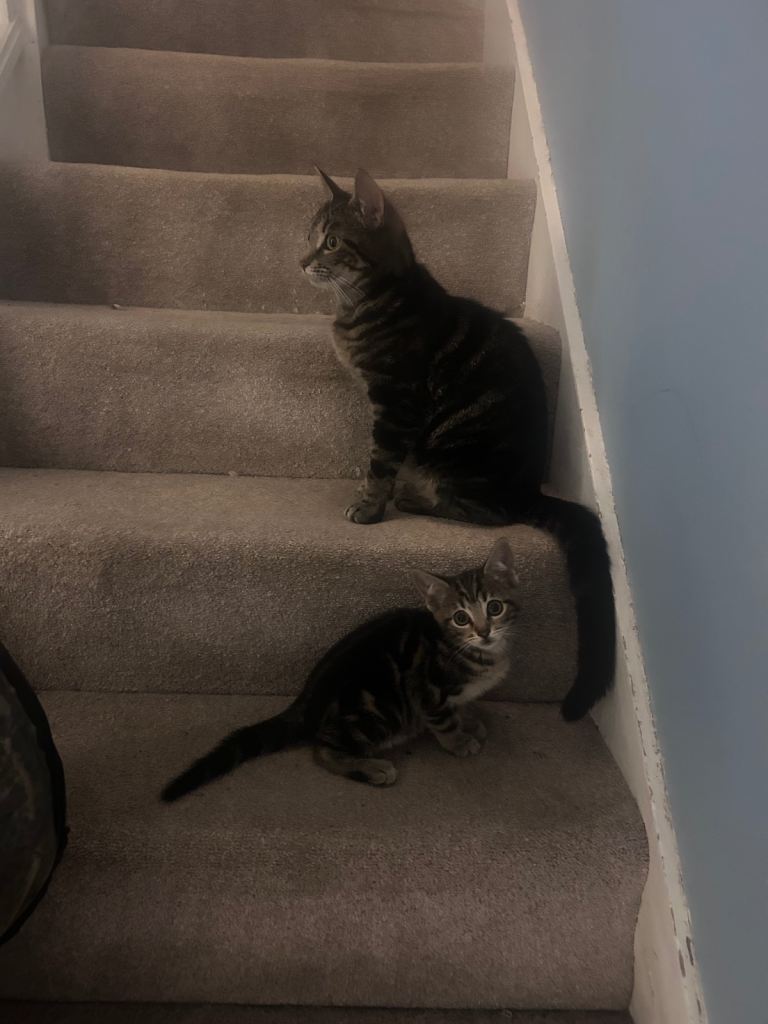 2 beautiful Bengal mixed females available now! 