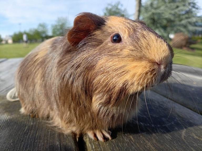 Guinea pigs