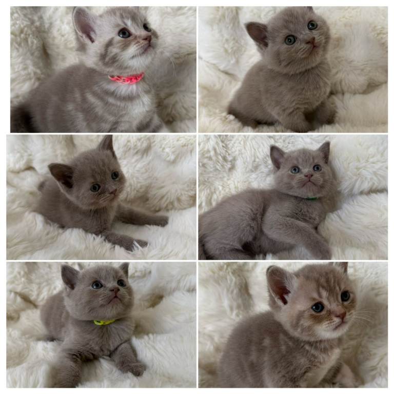 Beautiful British kittens for sale only 3 boys left  🐾♥️
