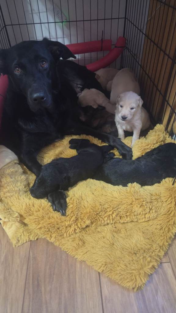 1 black girl left (orange writing) Labradoodle pups.