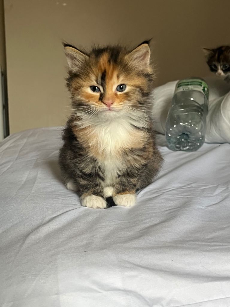 Fluffy Long haired kittens for sale 