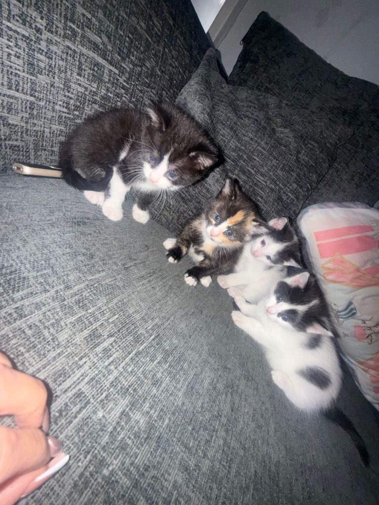 Kittens !!