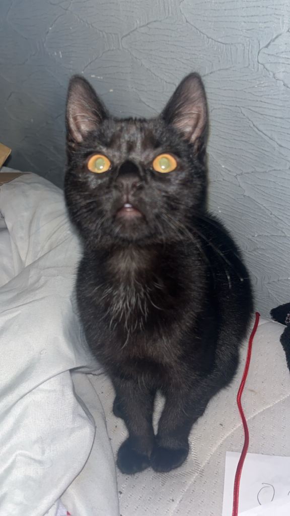 Male cat needs home