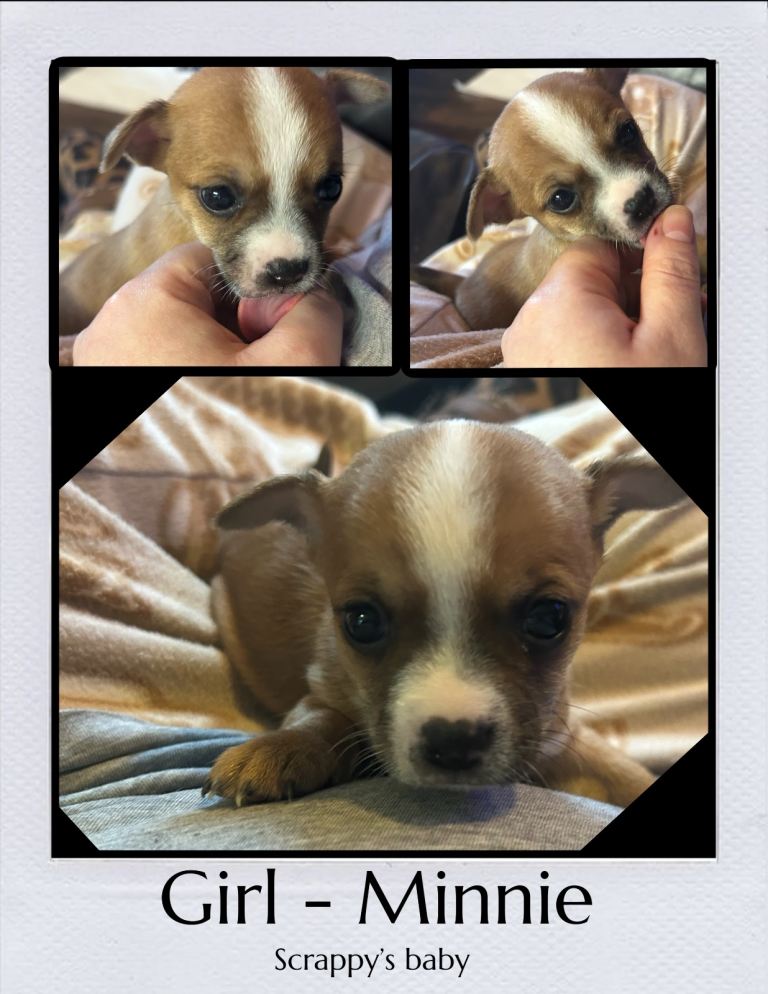 Pomchi Puppy’s For sale
