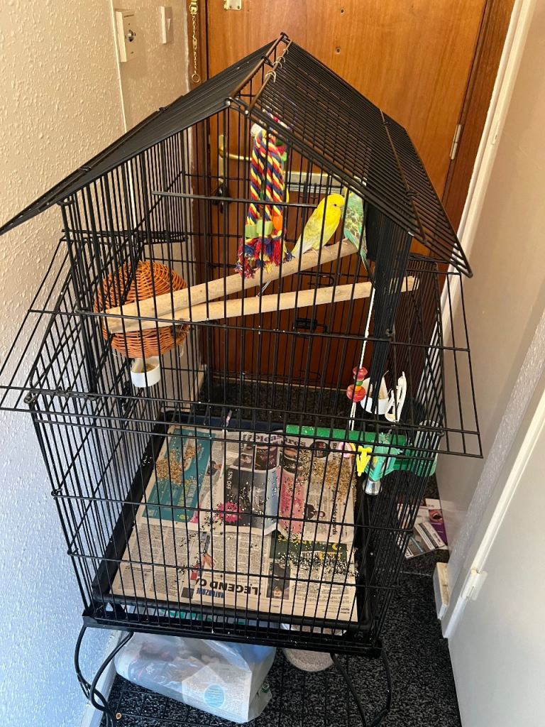 Budgies for sale 