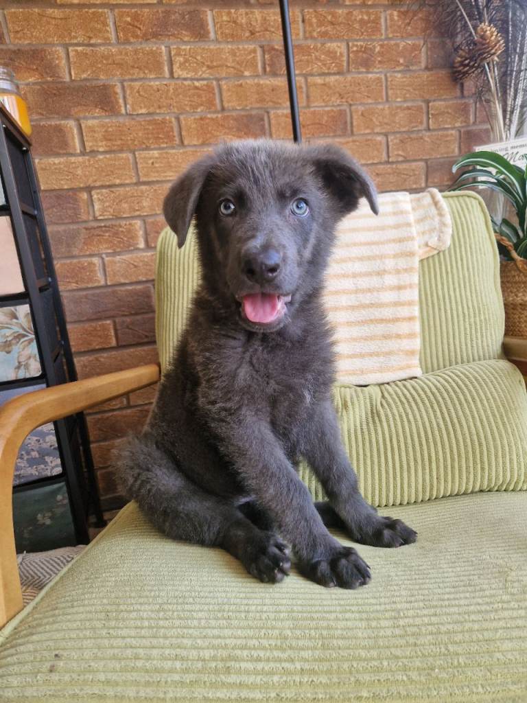 SOLID BLUE GERMAN SHEPHERD BOY