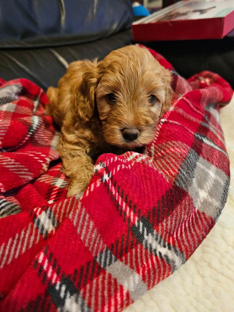 Gorgeous cockerpoo puppies 