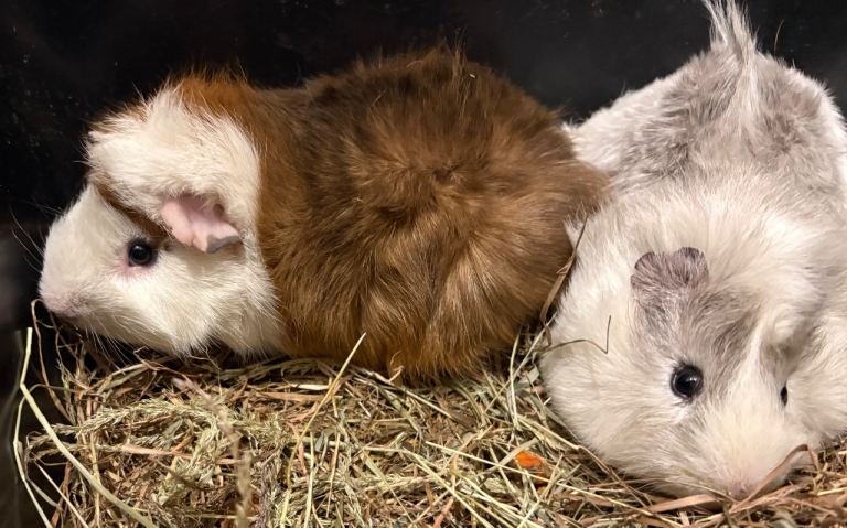 Sweet Guinea-pigs 