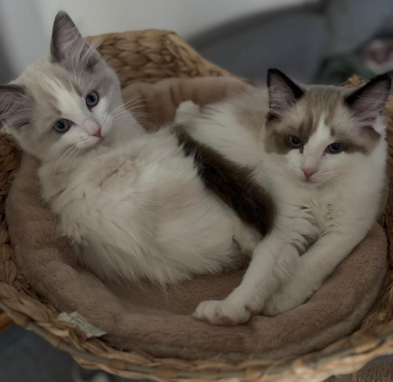 GCCF Ragdoll kittens for sale 