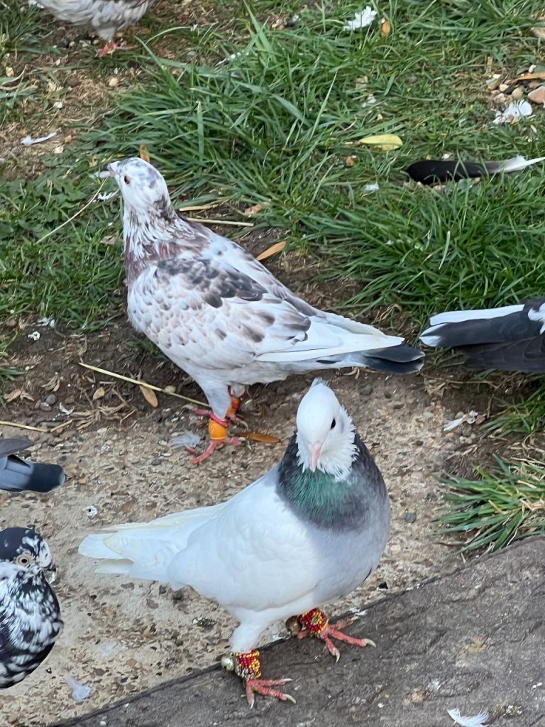Pigeons