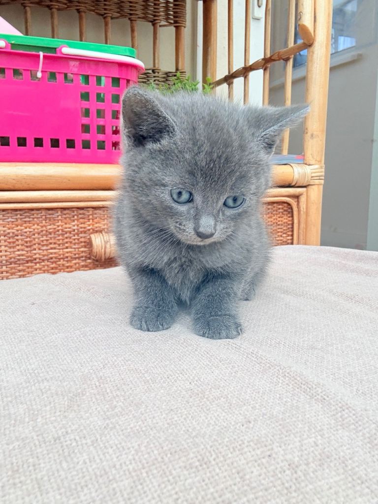 small, cute gray kittens