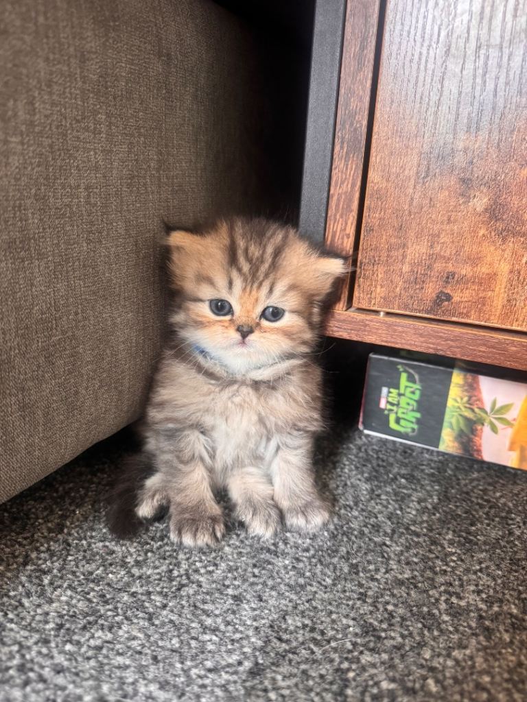 Persian kittens