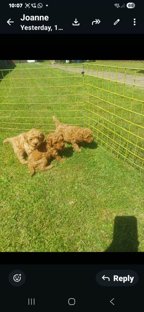 3 Stunning Toy Poodle pups